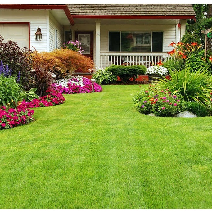 Hạt giống cỏ nhung nhật, hạt cỏ sân vườn tỷ lệ nảy mầm 100%