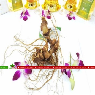 Sâm Ngọc Linh củ tươi