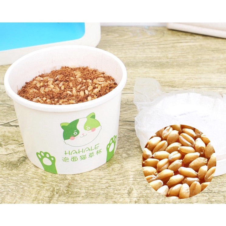 bộ trồng cỏ mèo -ngăn ngừa búi lông và bổ sung chất xơ cho mèo