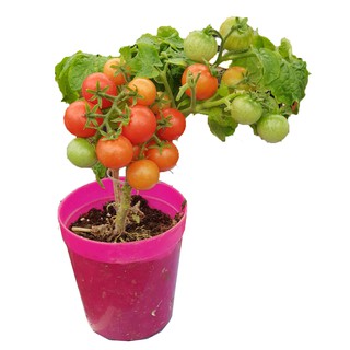 Bộ dụng cụ trồng cà chua- Tomato grow kit