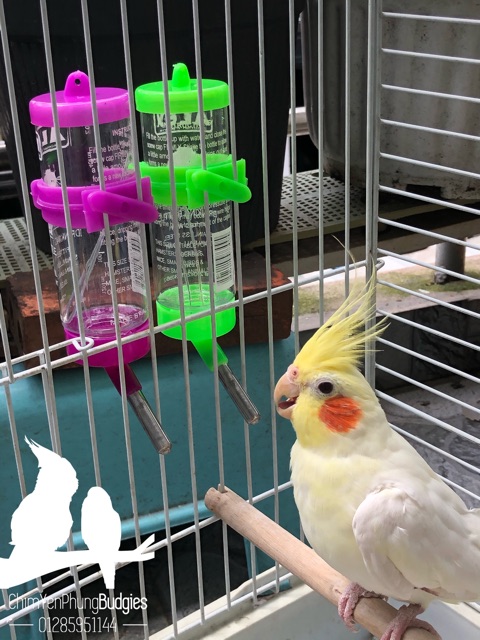 Bình nước bi 125ml cho Hamster, Chim Cảnh, Thú Cưng..