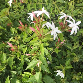 Cây hoa nguyệt quế leo