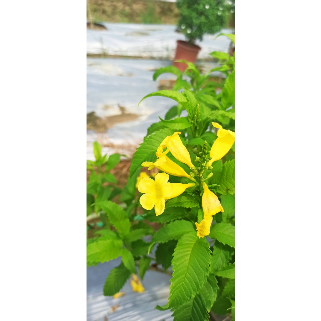 Cây Chuông Vàng như Hình