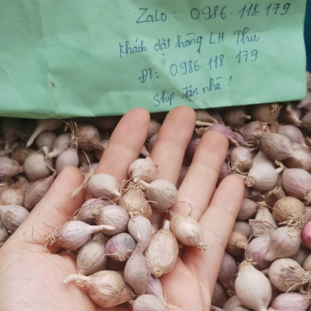 Tỏi Cô Đơn phù Yên Sơn La