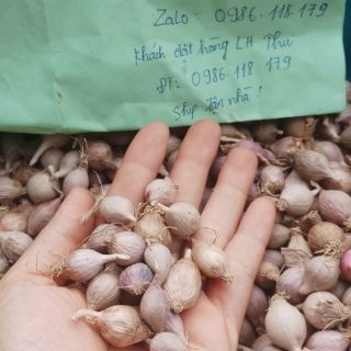 Tỏi Cô Đơn phù Yên Sơn La