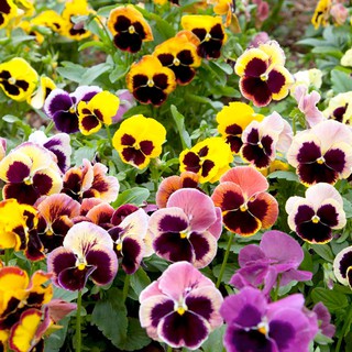 Hạt Giống Hoa Pansy Mix