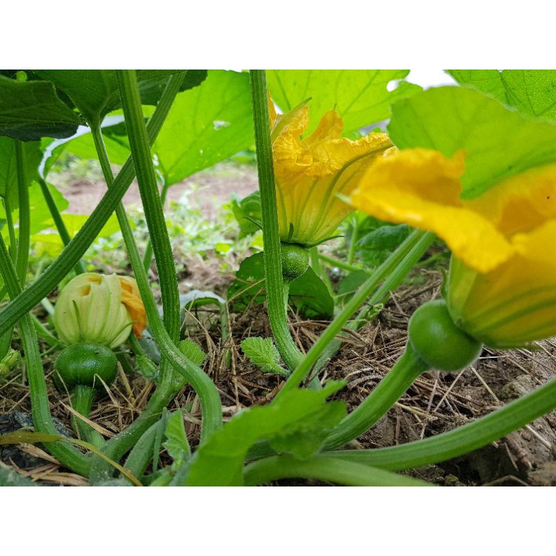 Bí ăn non lai F1 HMT 48