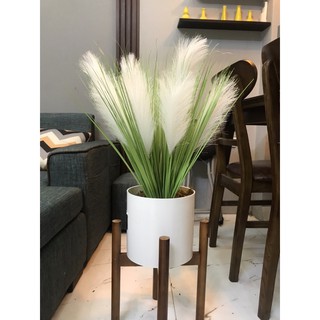 Set cỏ lau trắng kèm chậu (ảnh thật)