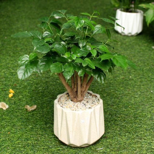 Cây hạnh phúc