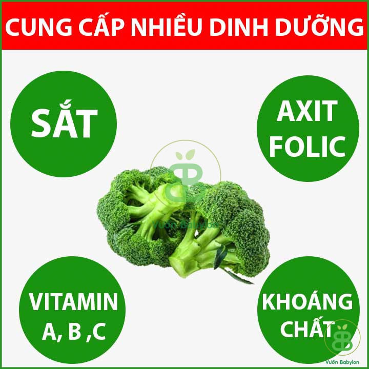 Hạt Giống Súp Lơ Xanh (Bông Cải Xanh) 0,5GR Chịu Nhiệt, Năng Suất Cao