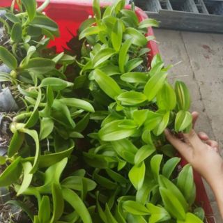 Combo 5 chậu denro màu giống
