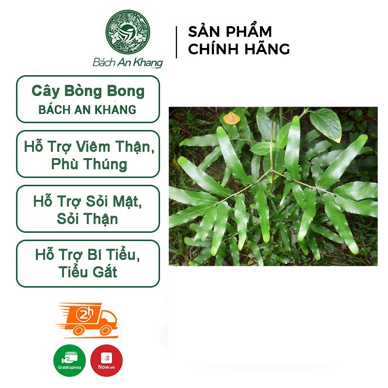 Cây bòng bong hay còn gọi là hải kim sa Bách An Khang 1kg tác dụng hỗ trợ điều tr_ị phù thận, suy thận