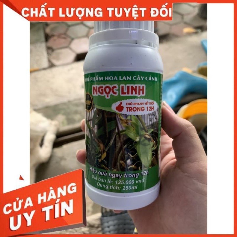 đặc trị thối nhũn A8VIP ngọc linh khô nhanh vết thối trong 12h 🍀 lọ 250ml