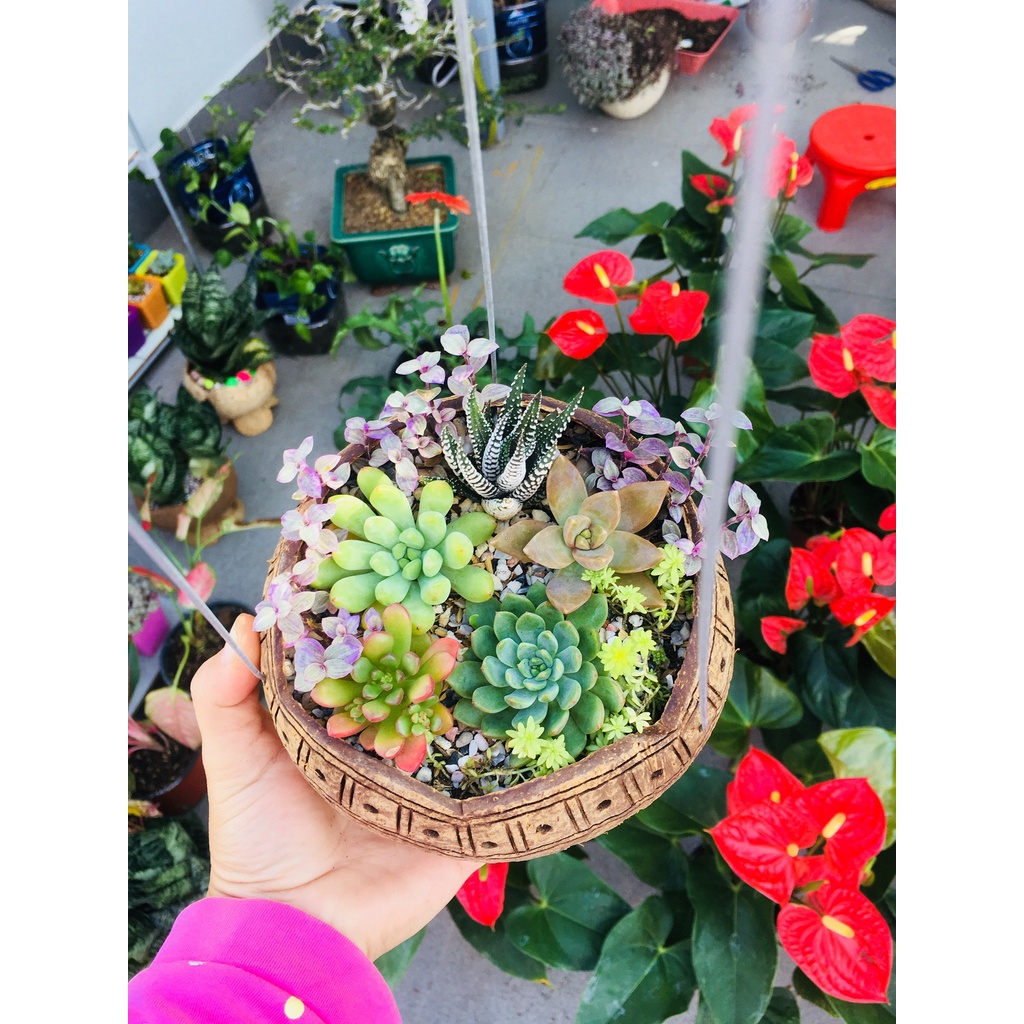 COMBO 5 GÁO DỪA TREO MIỆNG LƯỢN TRỒNG LAN CÂY CẢNH, SEN ĐÁ.... MAYHONG GARDEN