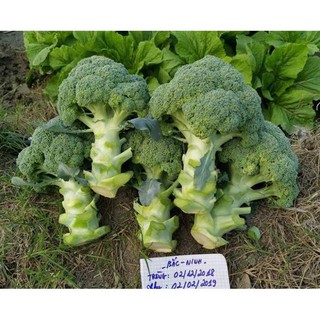 Gói 20 hạt súp lơ lanh, tặng kích mầm