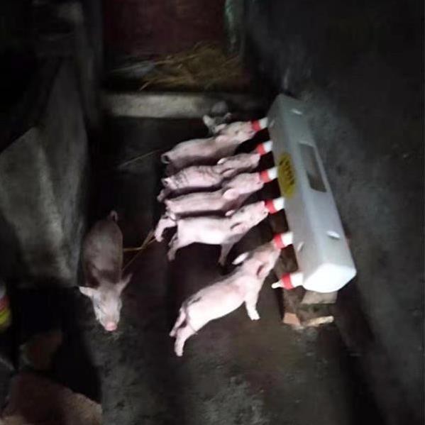 Dụng cụ cho lợn con 12 hàng đôi chuyên dụng, máy trẻ bú sữa mẹ tạo tác bổ sung bình cừu non