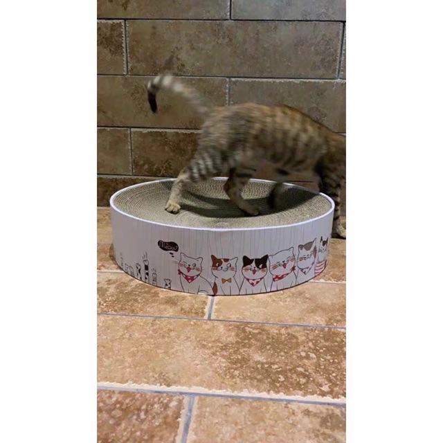 Bàn cào móng cho mèo