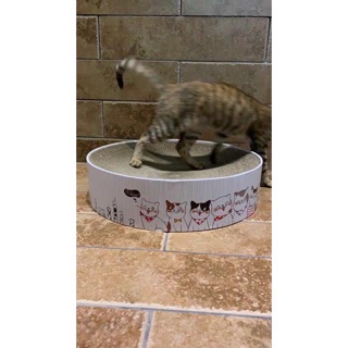 Bàn cào móng cho mèo