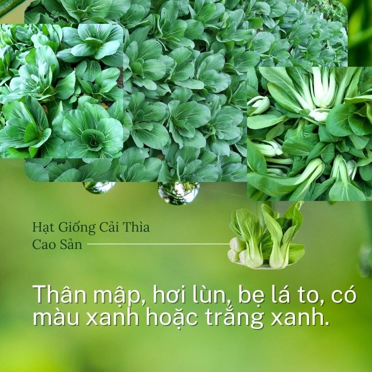 Hạt Giống CẢI THÌA CAO SẢN 20g: Dễ Trồng, Ít Sâu Bệnh - Nhập Khẩu Ý