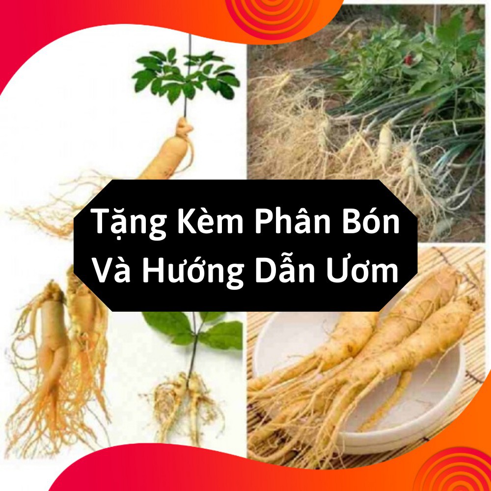 Combo 2 Gói Hạt Giống Nhân Sâm