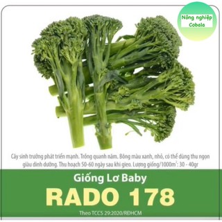 Hạt giống lơ baby 0.5gr