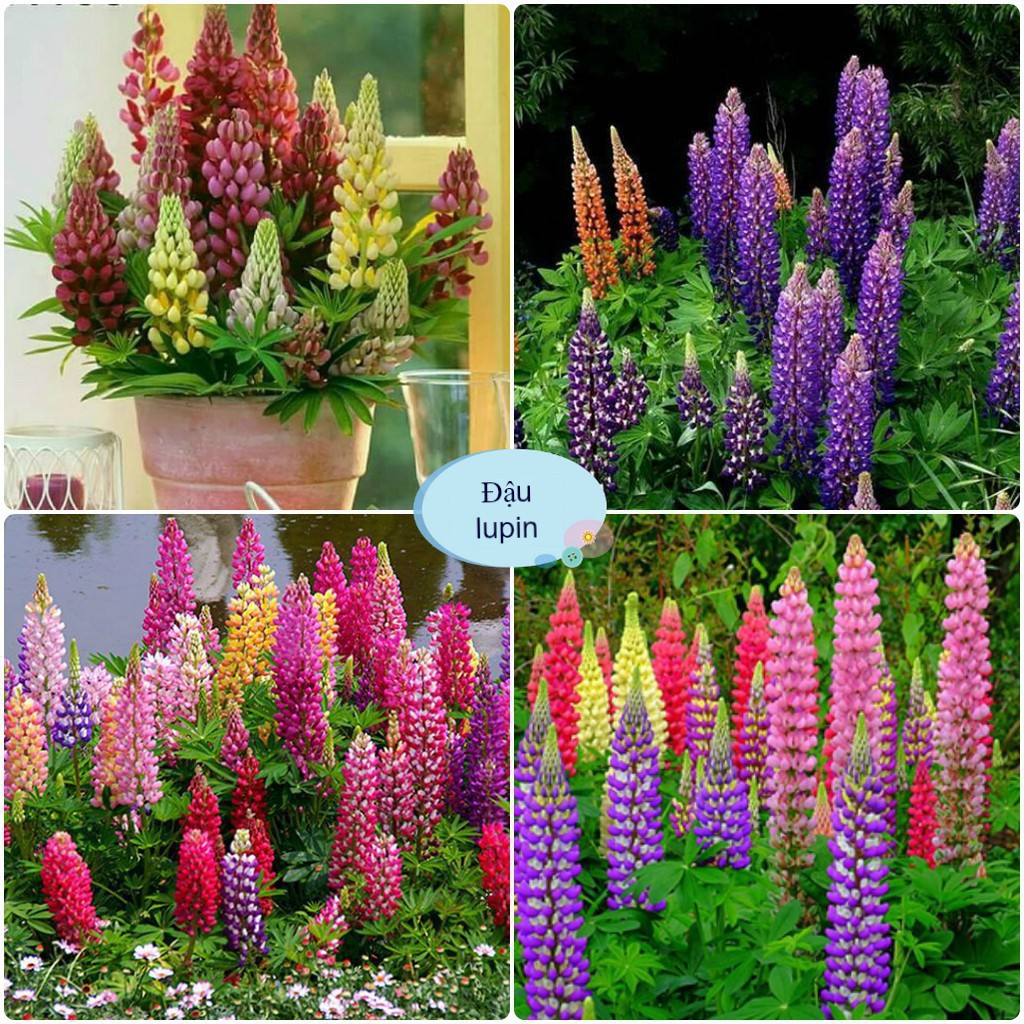[Gói 100 Hạt] Hạt Giống Hoa Đậu Lupin (tặng kèm phân)