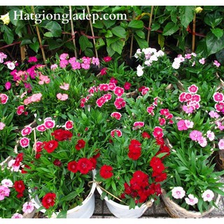 Hạt Giống Hoa Cẩm Chướng Đơn