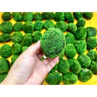 RÊU MINIFISH BÁM ĐÁ [ Trang Trí Thủy Sinh ]