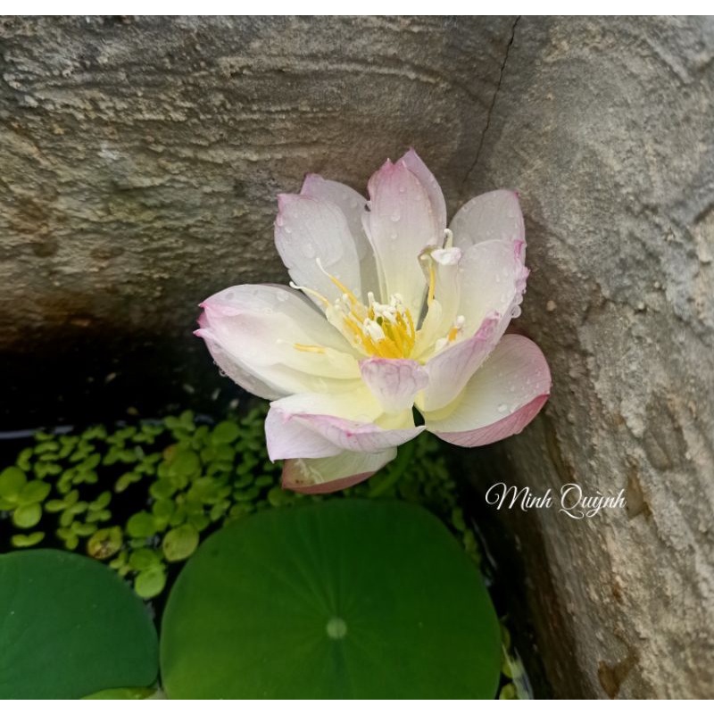 Củ sen siêu mini Rosy dot