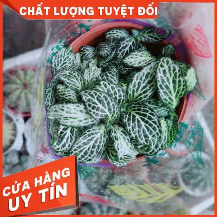 Lá cẩm nhung hay lá may mắn  Nhiều Người Mua