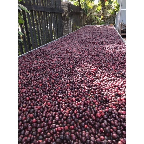 1KG CÀ PHÊ ROBUSTA NGUYÊN HẠT RANG MỘC NGUYÊN CHẤT