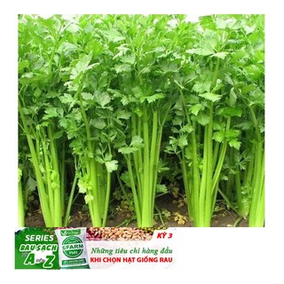 GÓI 200 HẠT GIỐNG CẦN TÂY