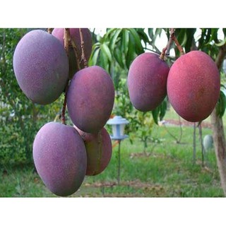 Cây giống soài tím quả to