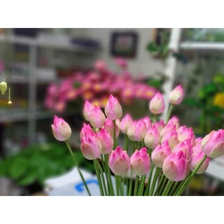 3 CÀNH NỤ SEN ĐẤT SÉT (60CM)