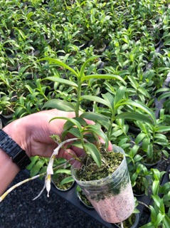 Hoa lan giả hạc, phi điệp VN235