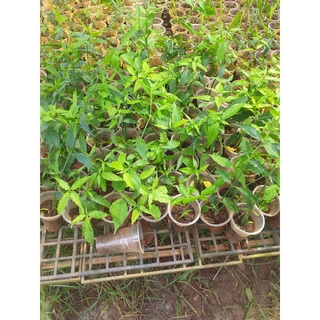 Cây Xương Khỉ (Bìm Bịp, Mảnh Cộng)