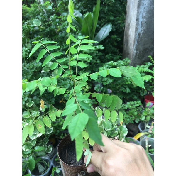 Cây chùm ruột chua bầu đất không chậu