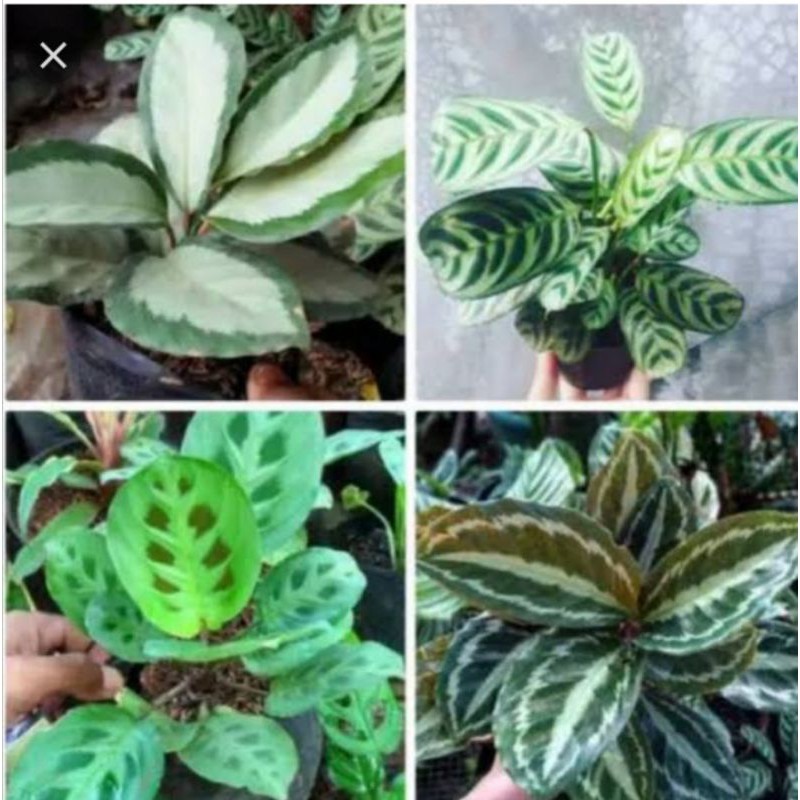 (hàng Mới Về) Bộ 4 Gói Mỹ Phẩm Calathea Chất Lượng Cao