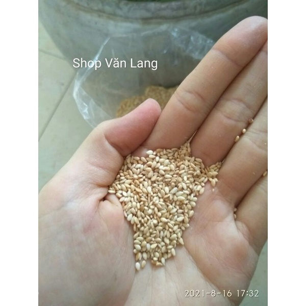 100g Vừng vàng - mè vàng khô hạt chắc mẩy thơm ngon