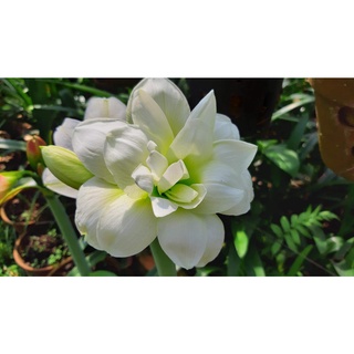 Củ hoa huệ tây CÁNH KÉP
