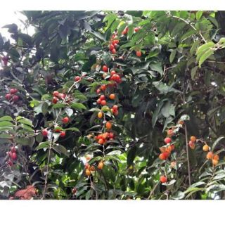 Cây  giống  Nhót ngọt