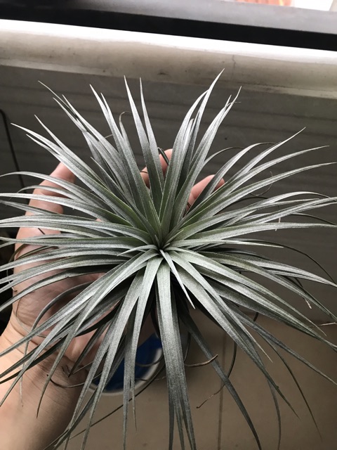 Cây không khí Tillandsia Houston (Hồng hạnh)