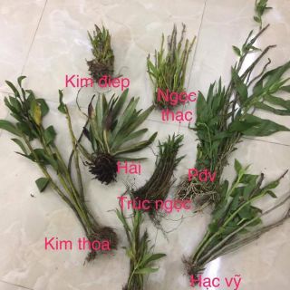 Com bo hoa lan rừng. Tám loại lan như hình