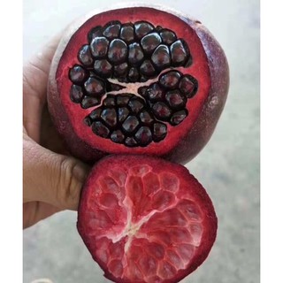 2 cây giống lựu đen