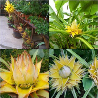 Hạt giống Chuối thái cảnh, Chuối thần tài thịnh vượng Chuối Cảnh Tài Lộc Thái Lan, Chuối sen vàng
