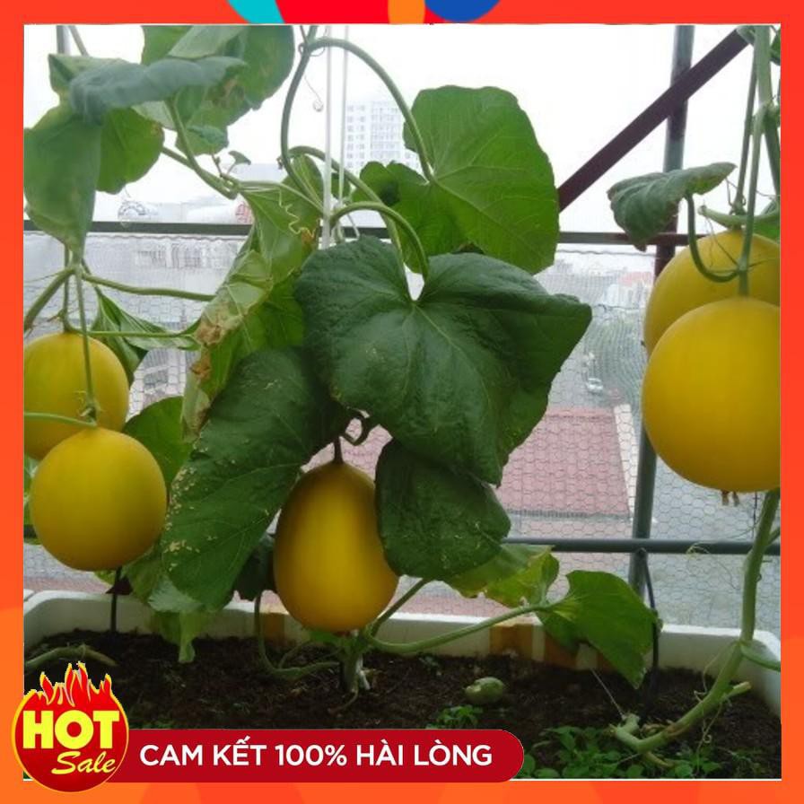 Hạt giống Dưa Kim Cô Nương ( 10 hạt)