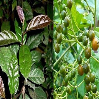 1kg Xạ Đen Hòa Bình Sấy Khô
