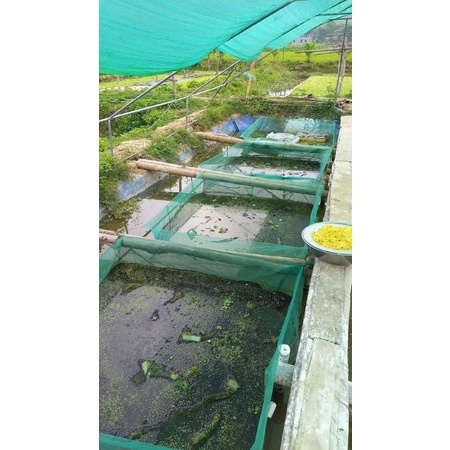 Tráng lồng vèo nuôi ếch 5x2x0,8v20