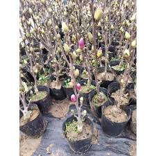 Hạt Giống Hoa Mộc Lan F1(Gói 20 hạt)Dễ Trồng, Hoa Nở Đẹp-Tổng kho hạt giống giá rẻ