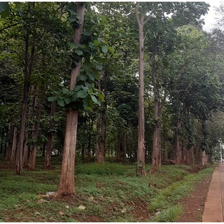 Hạt giống cây tếch (giá tỵ)